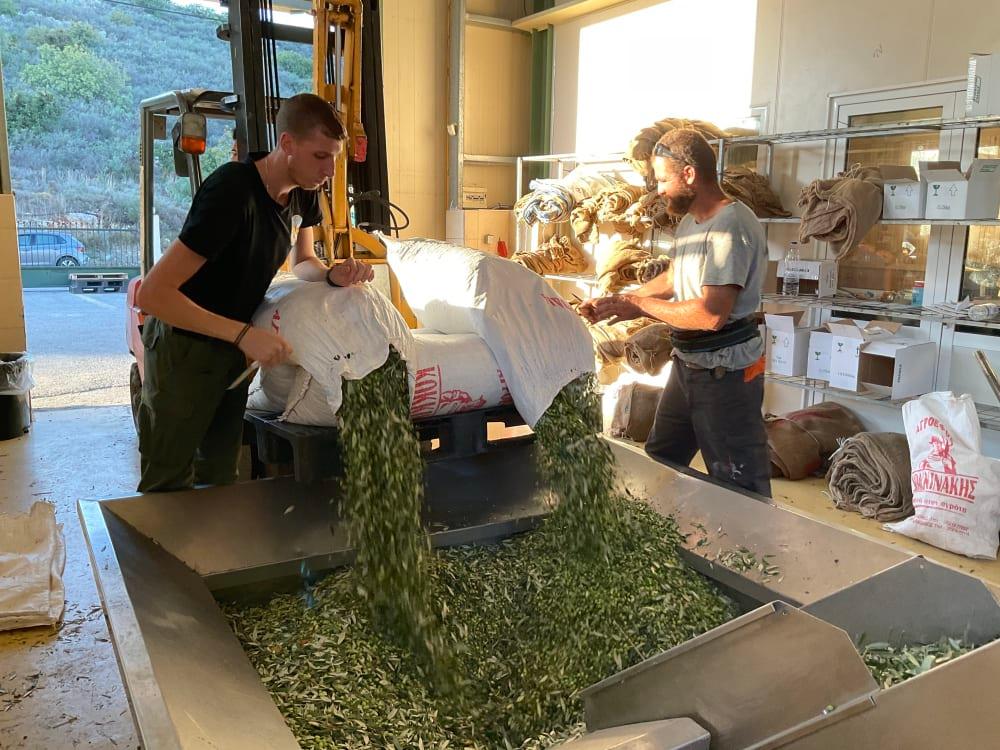 Olivensække og kurve i olivenmøllen, hvor olivenolien produceres