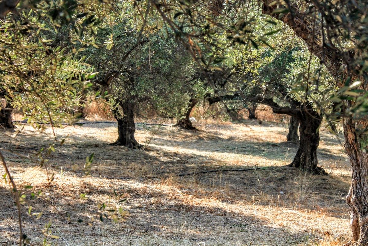 Besøg en olivenlund