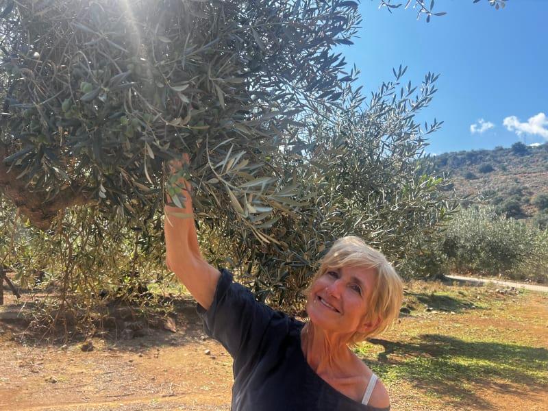 Små dyrkeres friske olivenolie kommer fra tidlig høst (Early Harvest)