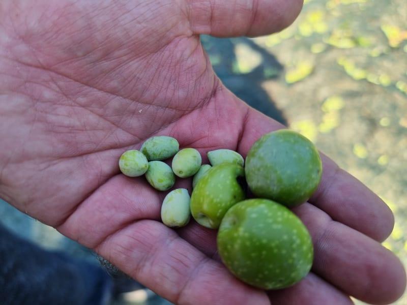 Høstsæsonfordele som registreret kunde